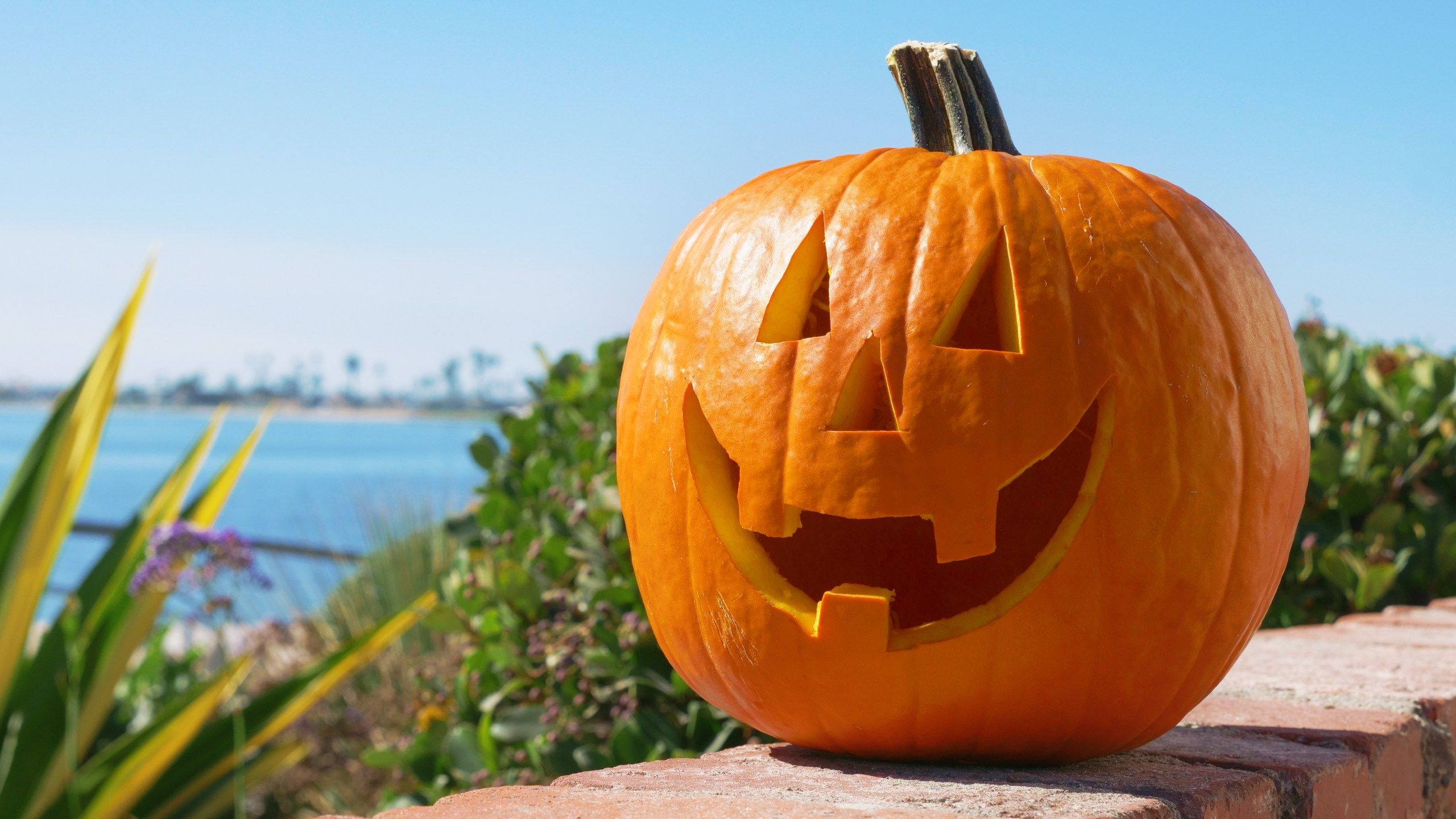 2560x1440 Celebrate 'Summerween' at Sugar Belle in Huntsville with free cupcakes
