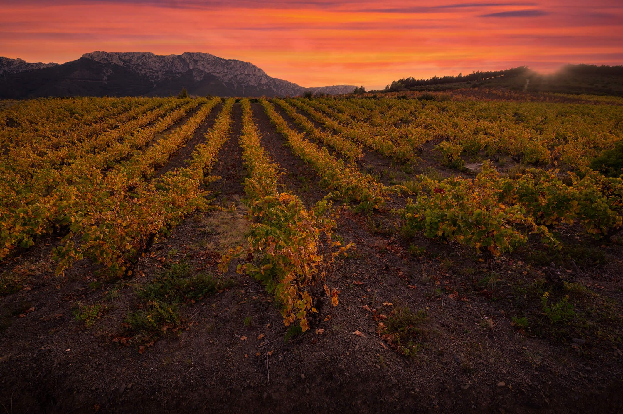 2122x1412 Grape Varieties Of The Languedoc Roussillon