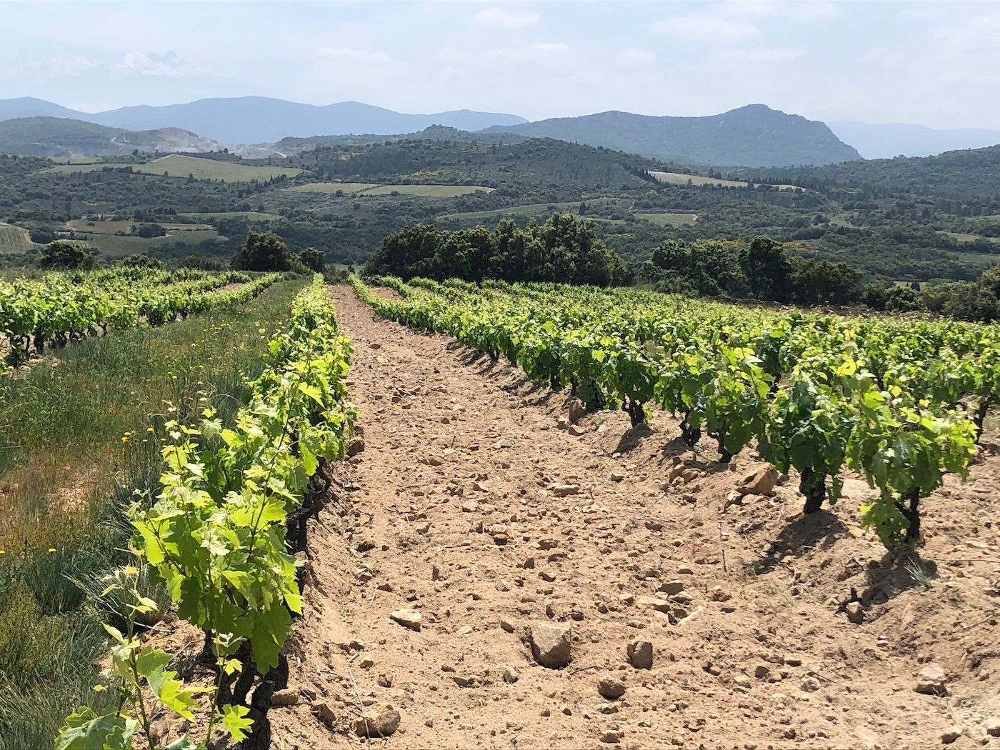1400x1050 The Buyer. Sarah McCleery: A quick intro to the Roussillon wine region