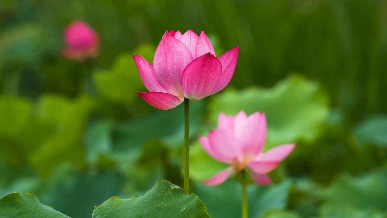 1280x720 Lotus, Flower, Nature, Sen