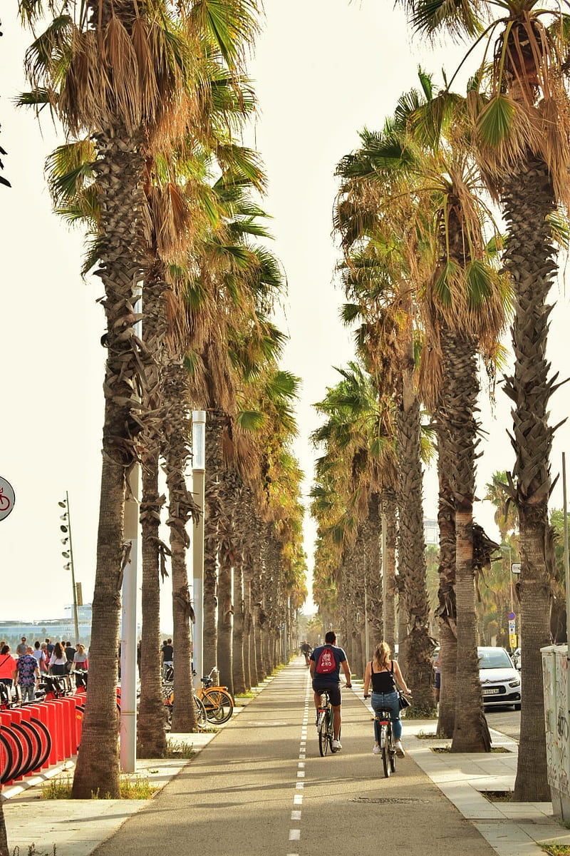 800x1200 Traveler, barcelona, bikes, couple, landscape, palm, palms, summer, town, travelling, HD phone wallpaper