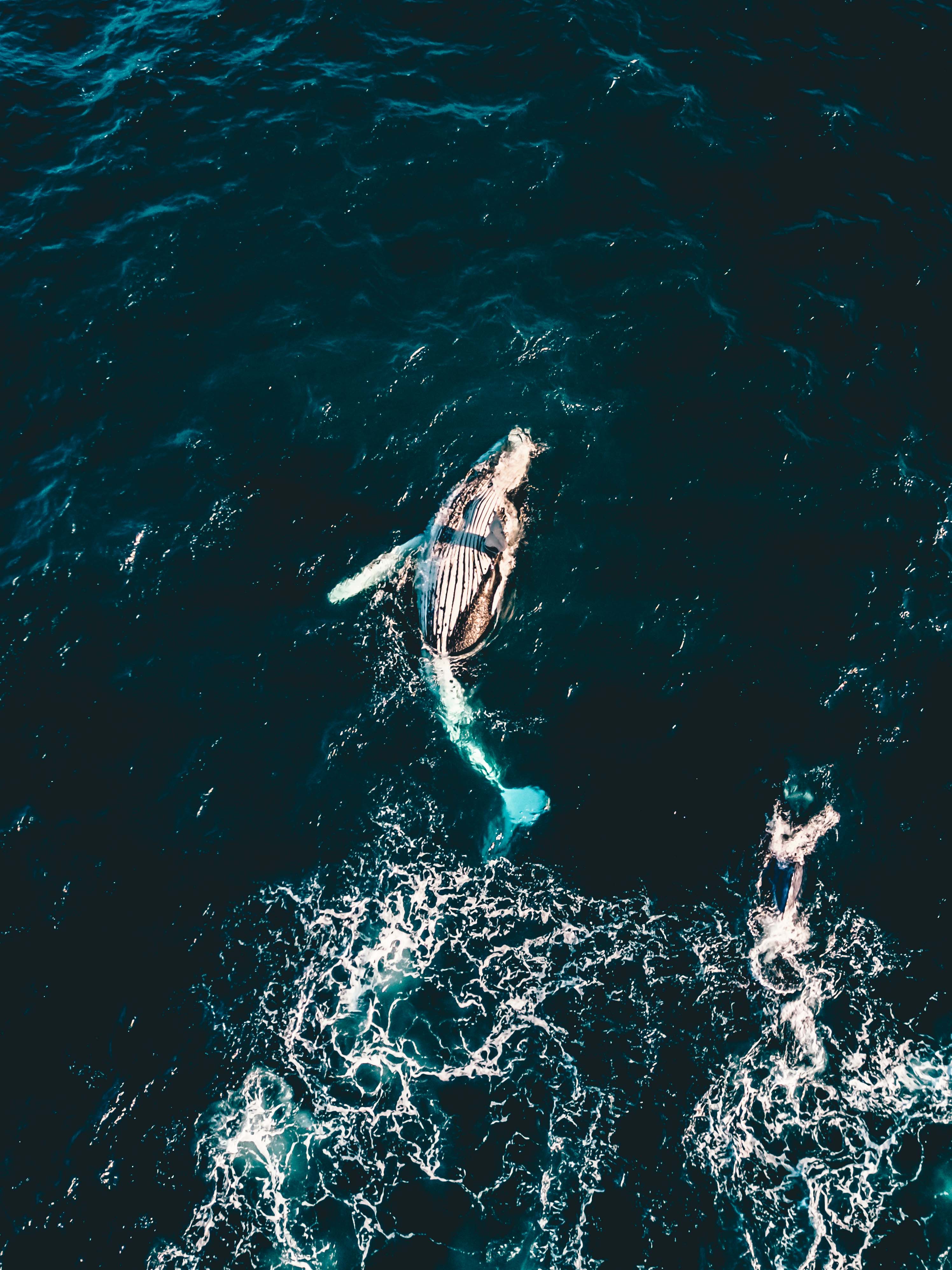 2992x3992 I Found A Whale With My Drone!