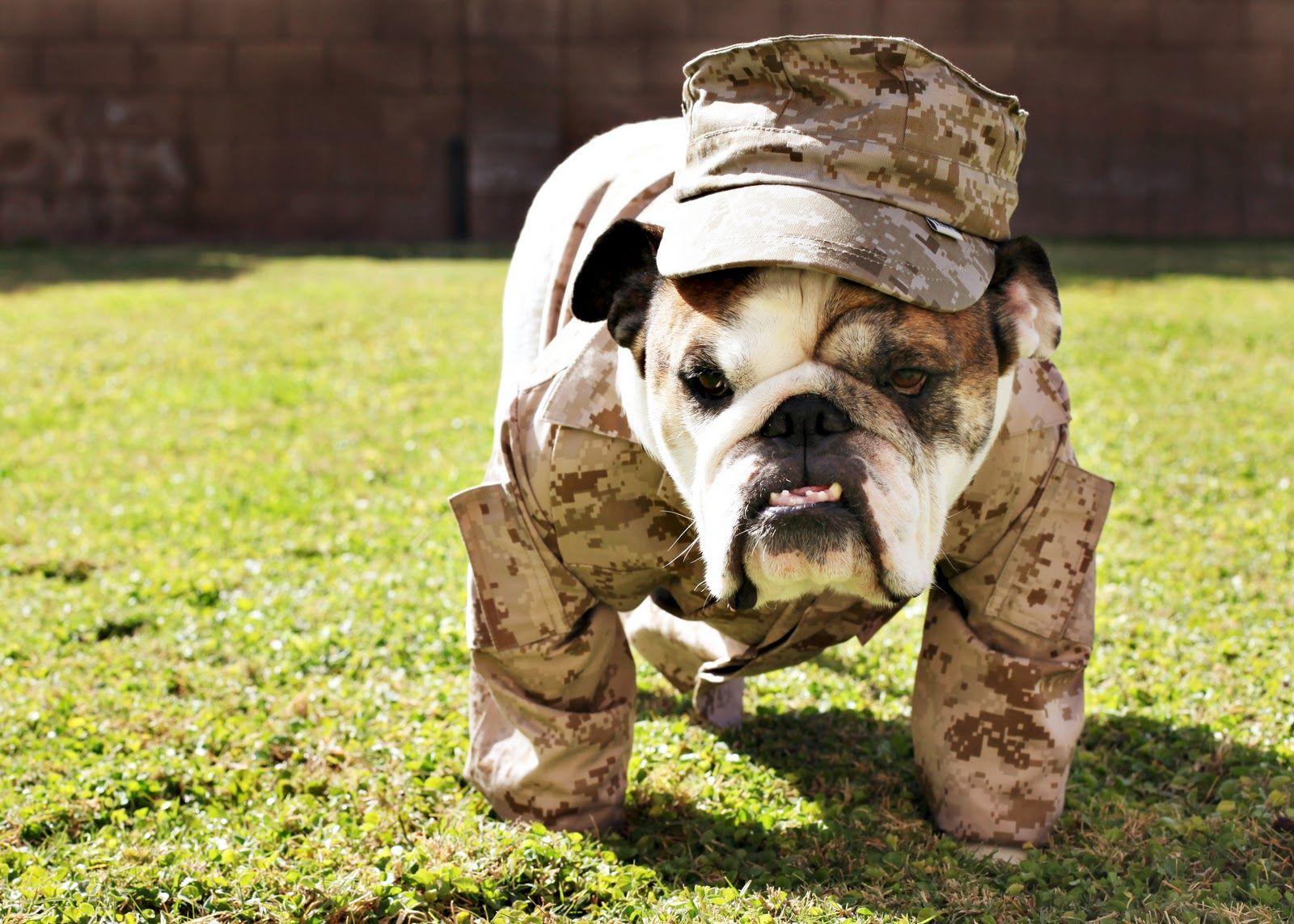 1600x1143 Walking Veterans Day Bulldog photo and wallpaper. Beautiful Walking