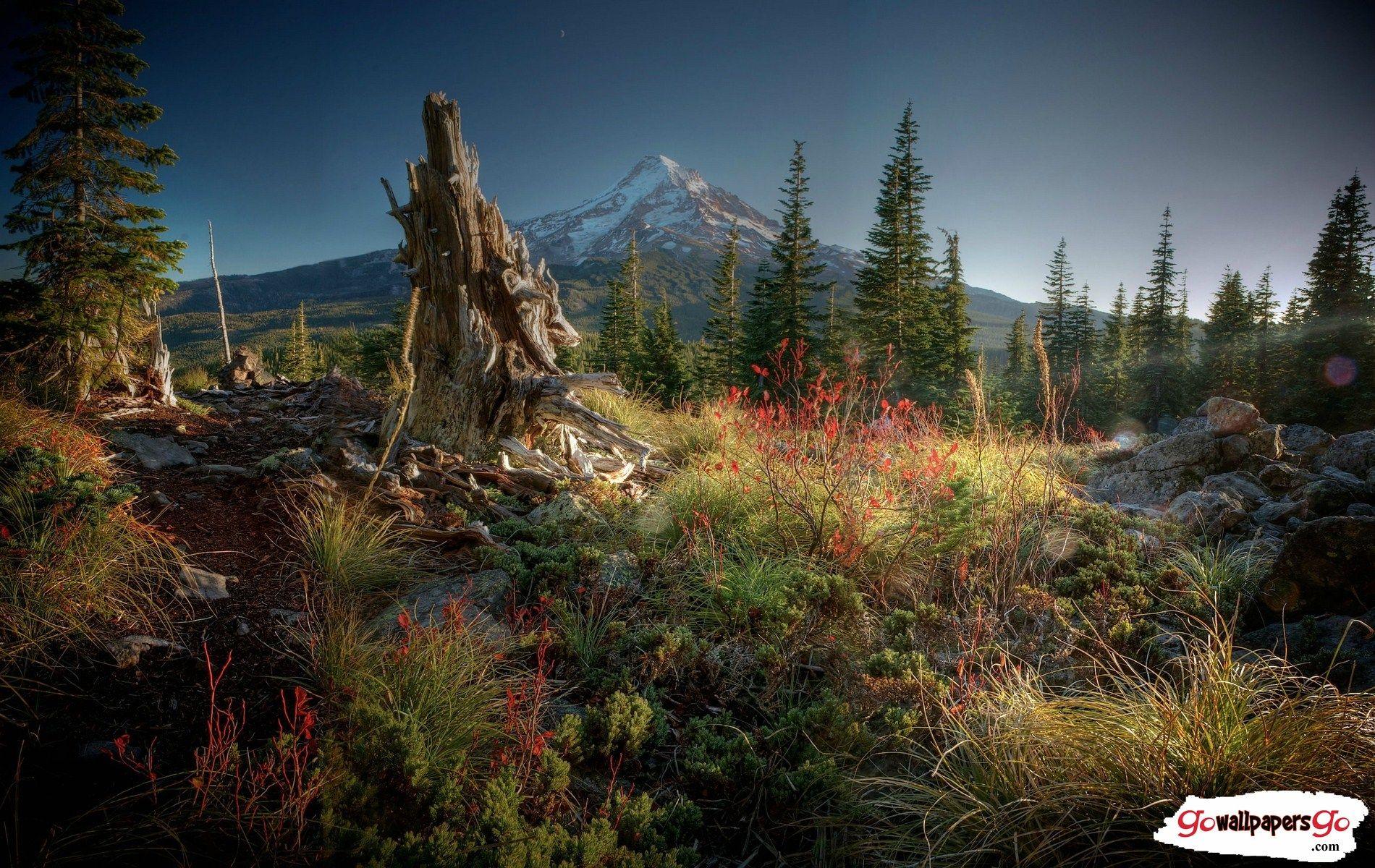 1900x1200 Best Nature 4k Wallpaper. Go Wallpaper Go