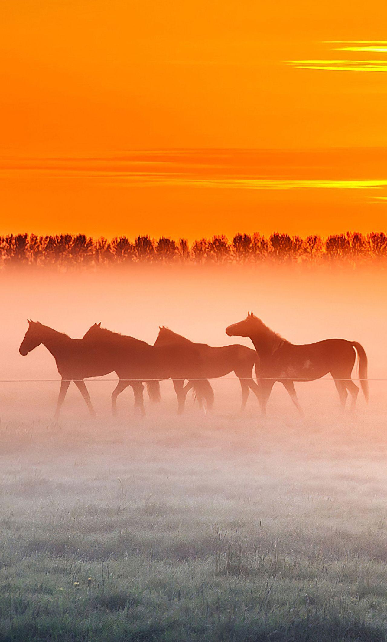 Horse Sunset 4K Wallpapers - Top Free Horse Sunset 4K Backgrounds ...