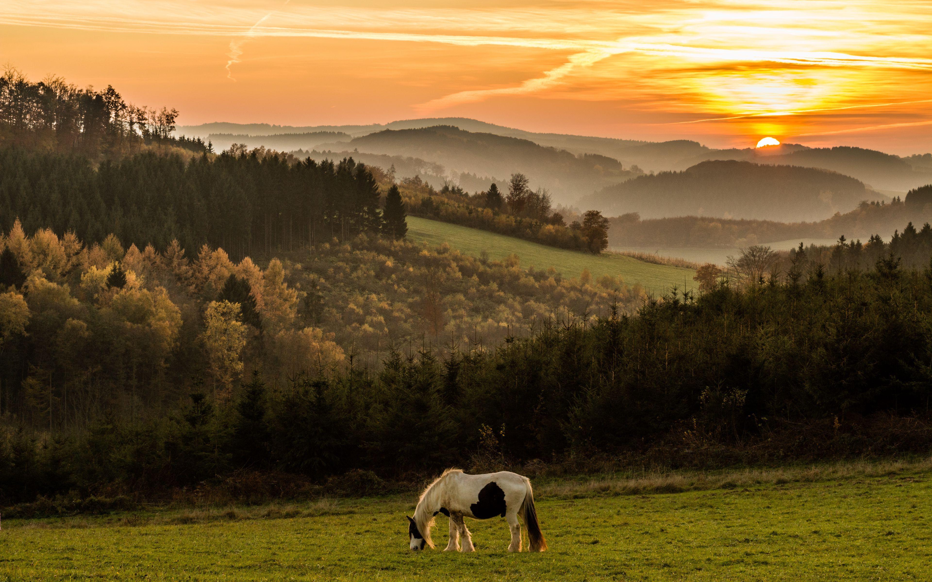 3840x2400 Download wallpaper 3840x2400 horse, mountains, field, sunset 4k