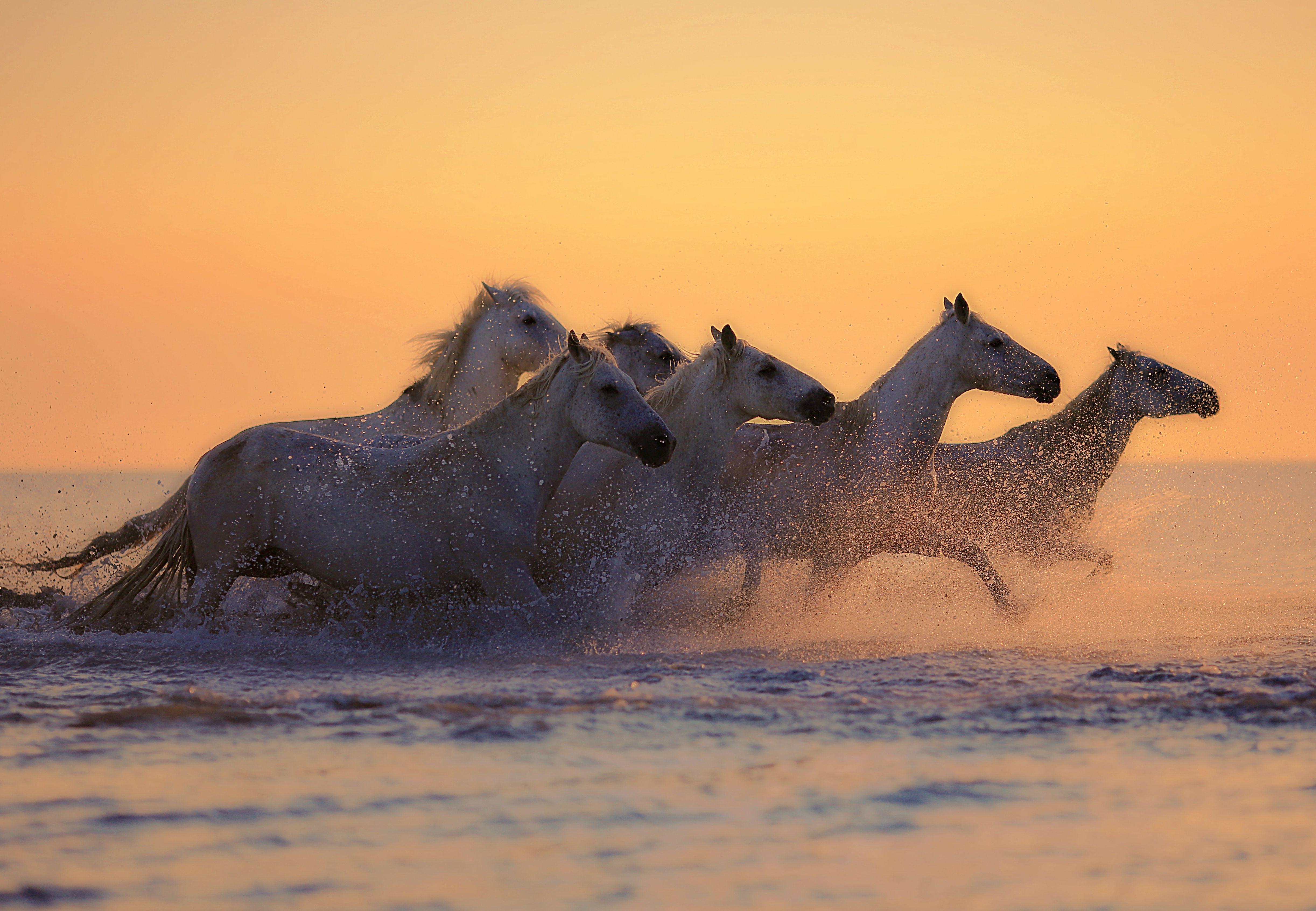 4889x3386 White horses galloping at sunset 4K UHD Wallpaper