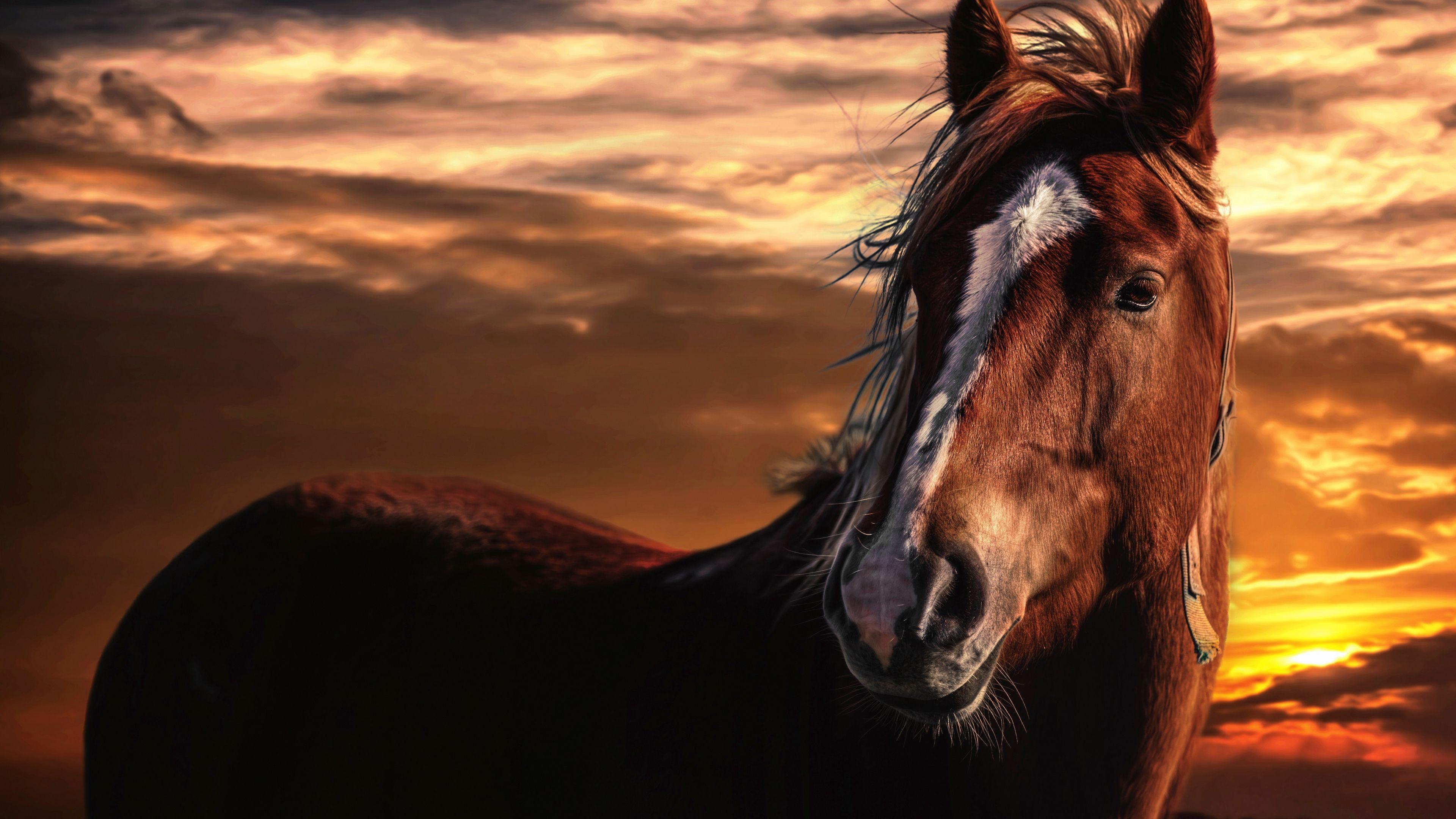 Horse Sunset 4K Wallpapers Top Free Horse Sunset 4K Backgrounds