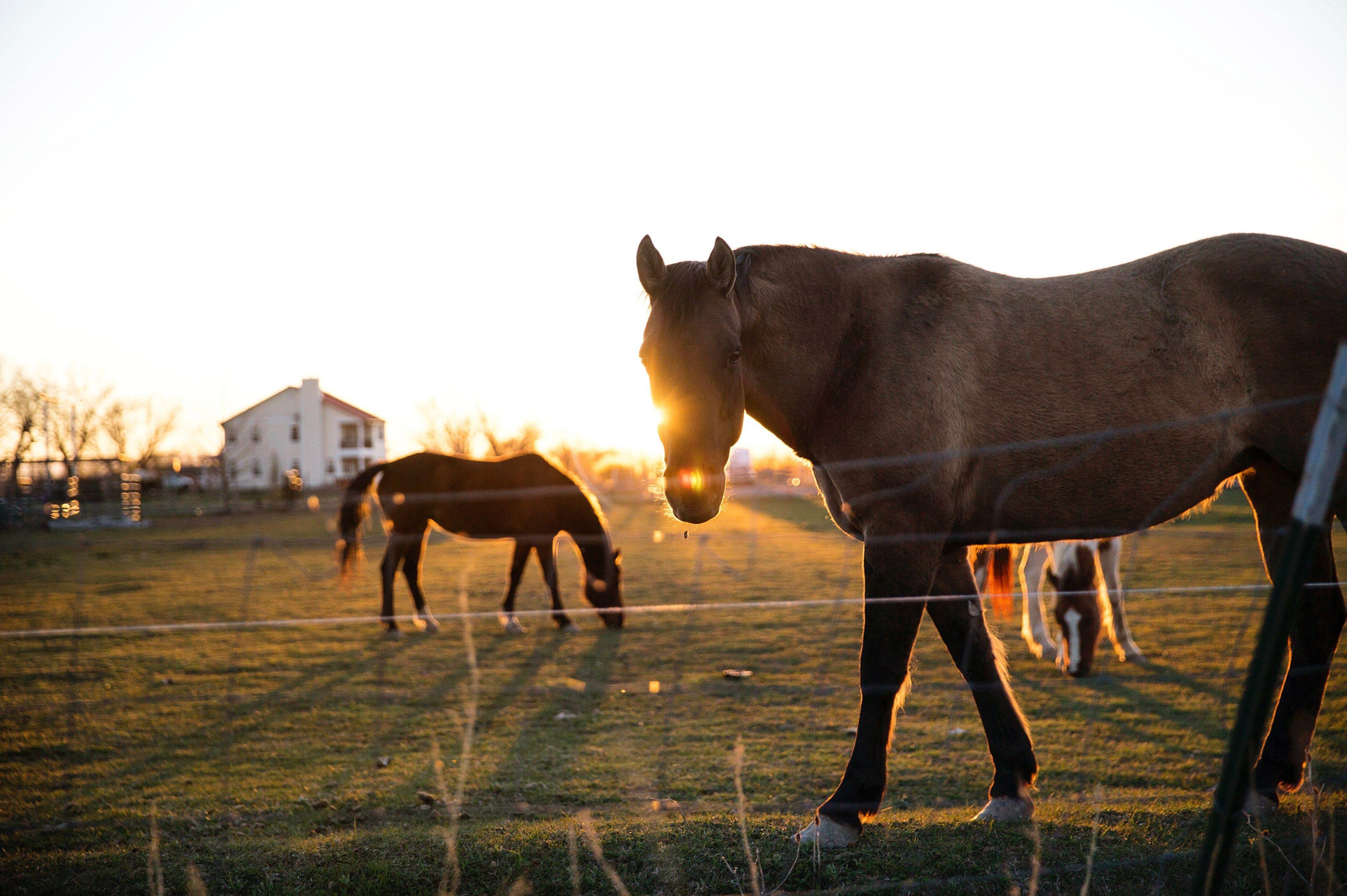 3840x2555 horses in an enclosure with a house and the setting sun