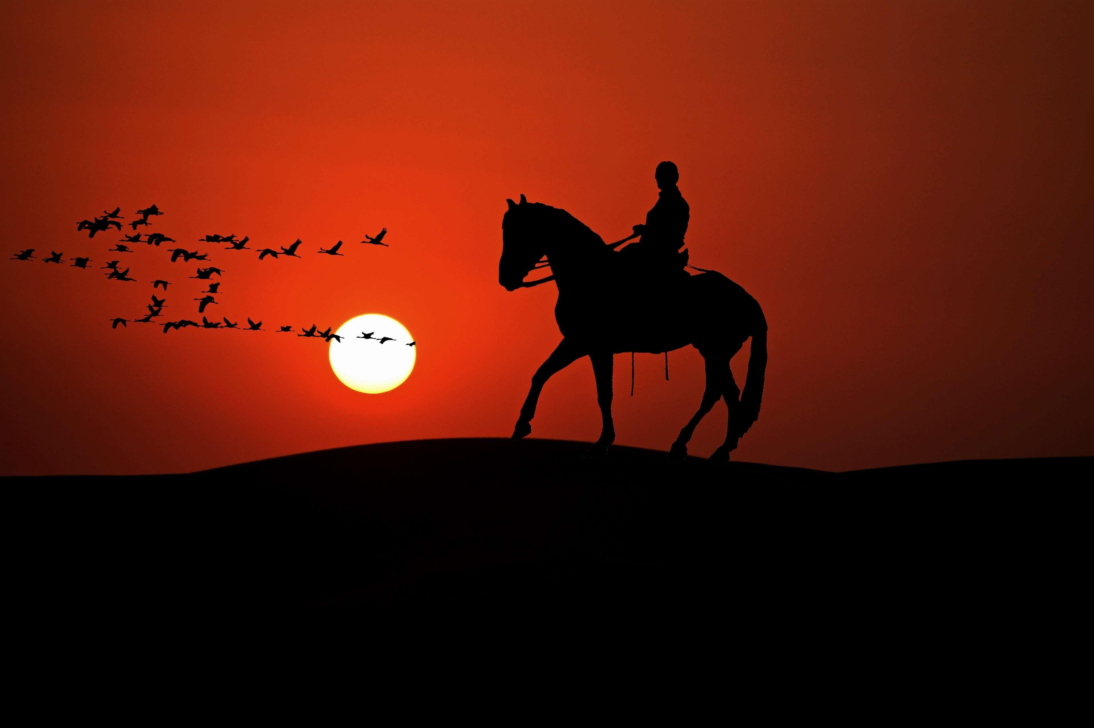 3840x2556 animal, back light, birds, composing, digiart, equestrian, flock