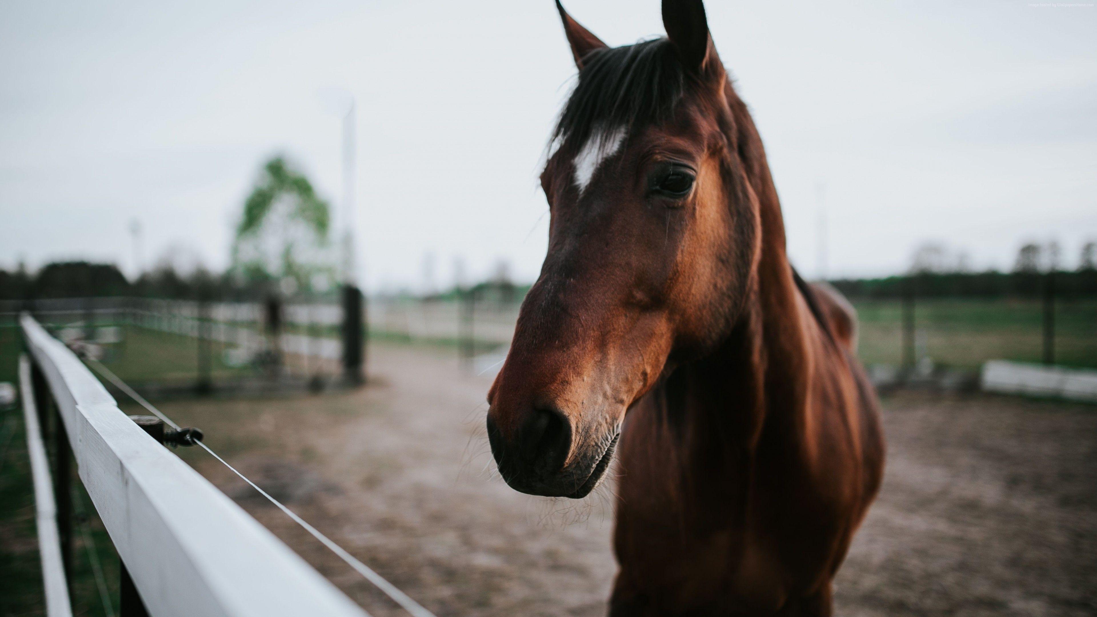 3840x2160 Wallpaper horse, brown, 4K, Animals Wallpaper Download