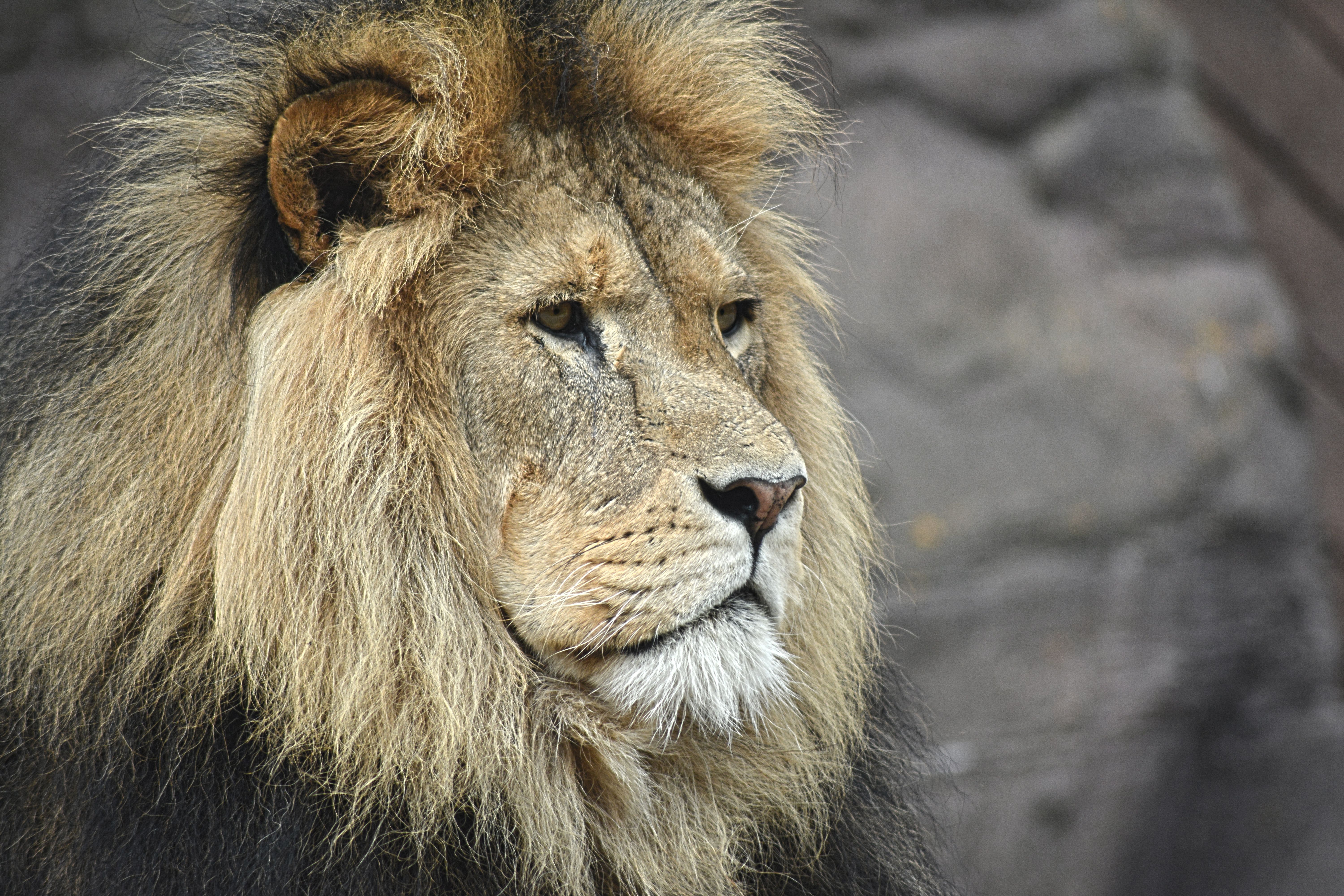 6000x4000 Colchester Zoo, Stanway, United Kingdom