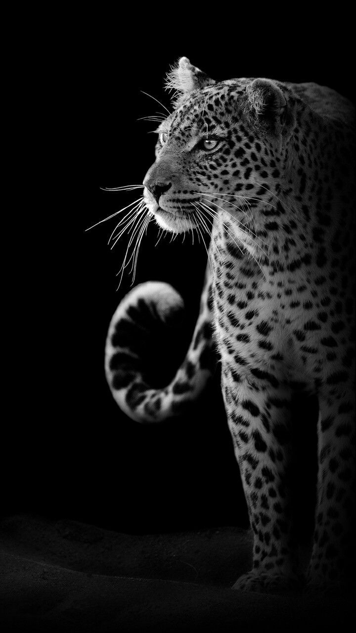 720x1280 Edited Wildlife Wallpaper for Mobile. Leopard with black background, Leopard wallpaper black background
