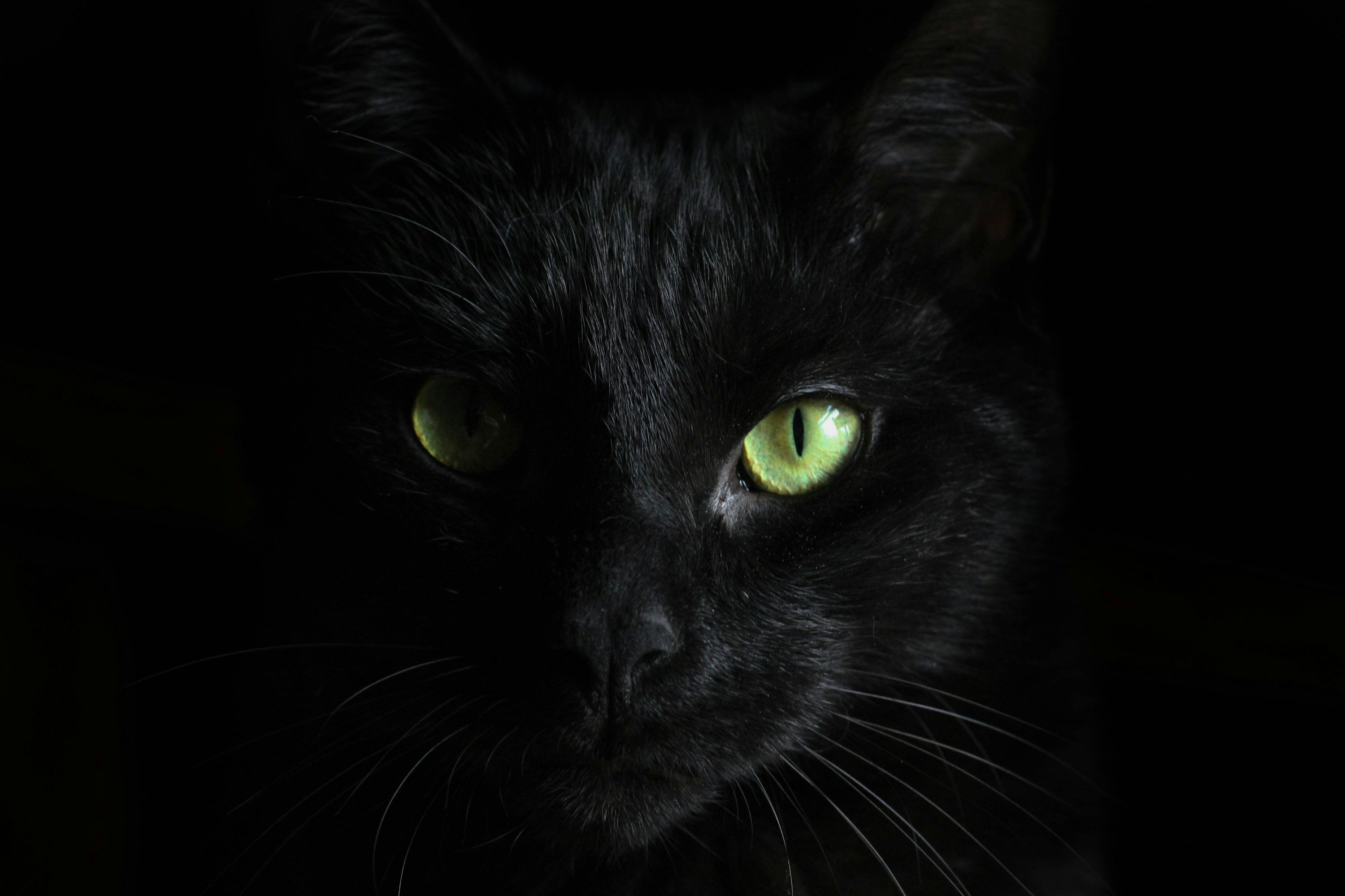 3000x2000 Dark Animal Picture. Download Free Image