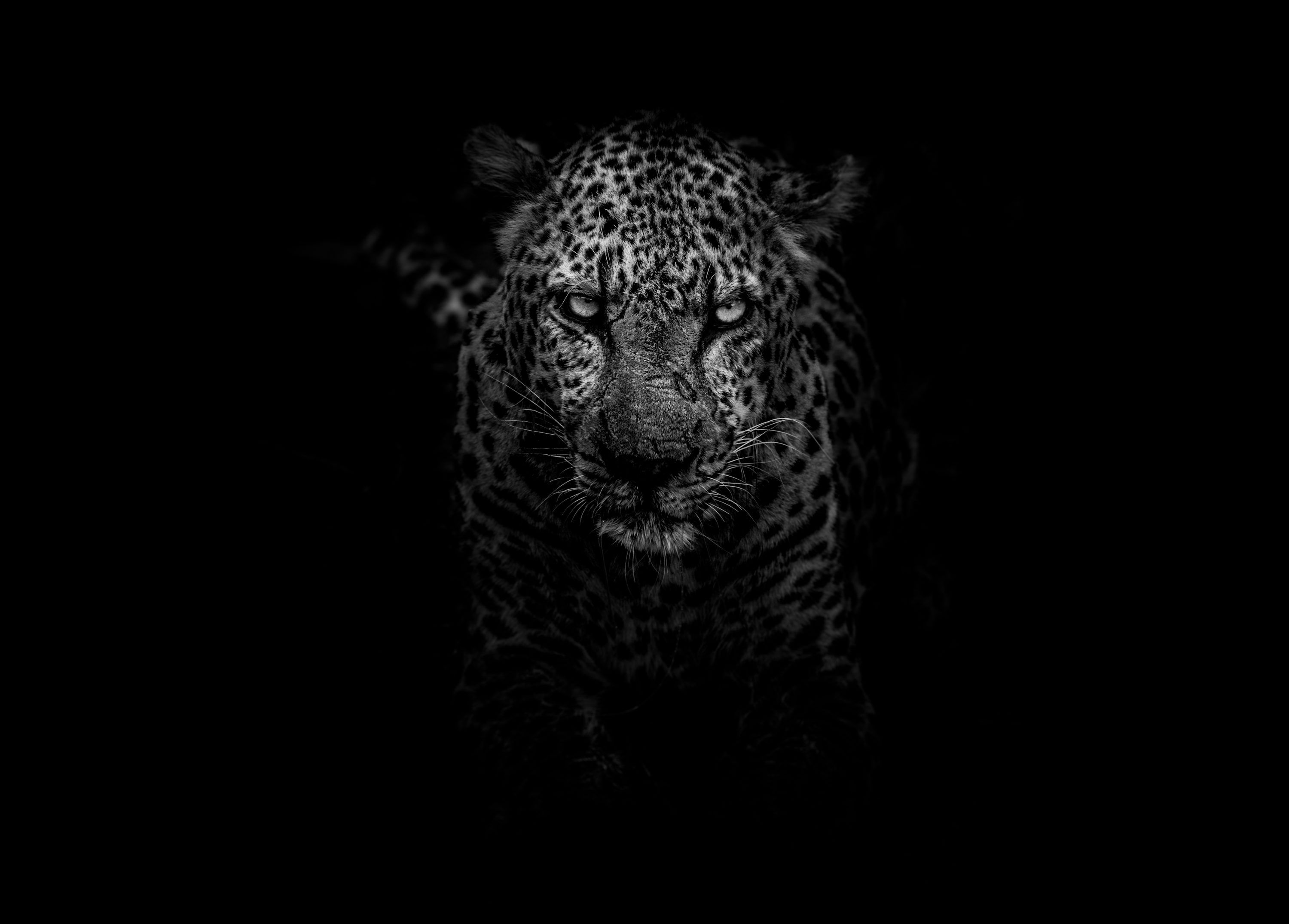 3000x2150 Animal Wallpaper 4K & HD Downloads