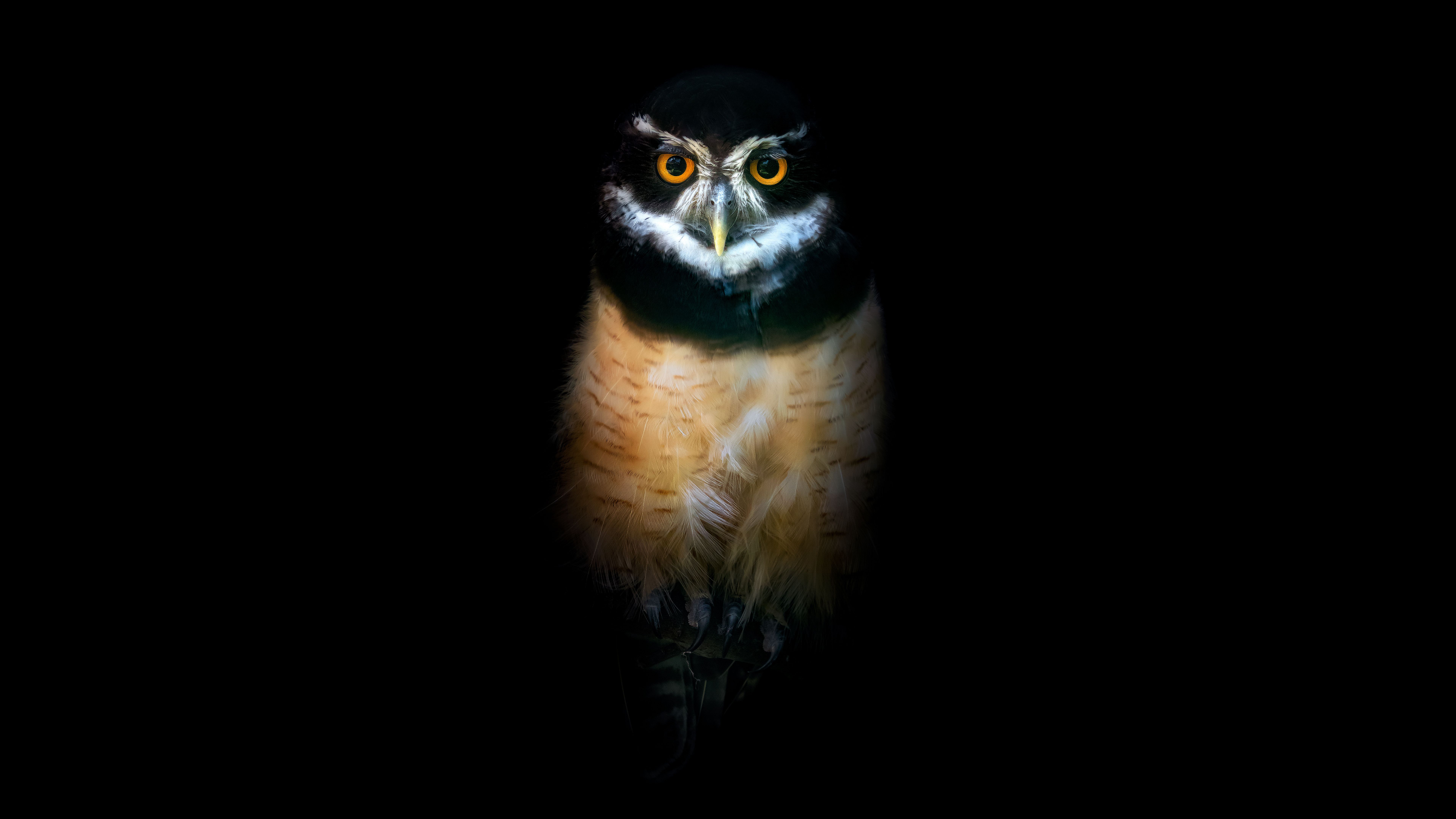 7680x4320 Owl Wallpaper 4K, Night, Wildlife, Black background