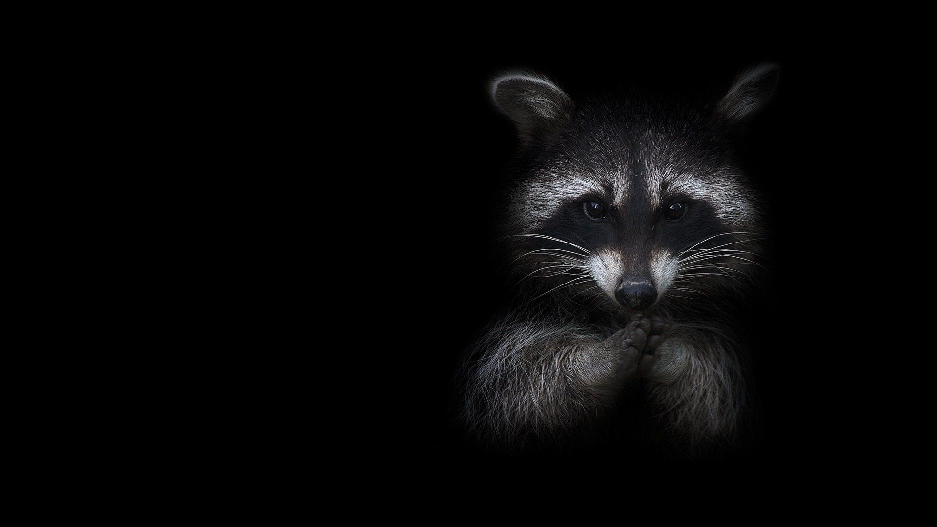 1920x1080 Midnight Raccoon: Stunning Black HD Wildlife Wallpaperx1080