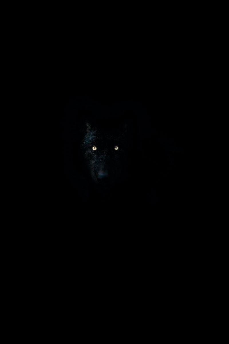 800x1200 Download Wallpaper 800x1200 Wolf, Eyes, Darkness, Dark, Animal Iphone 4s 4 For Parallax HD Background