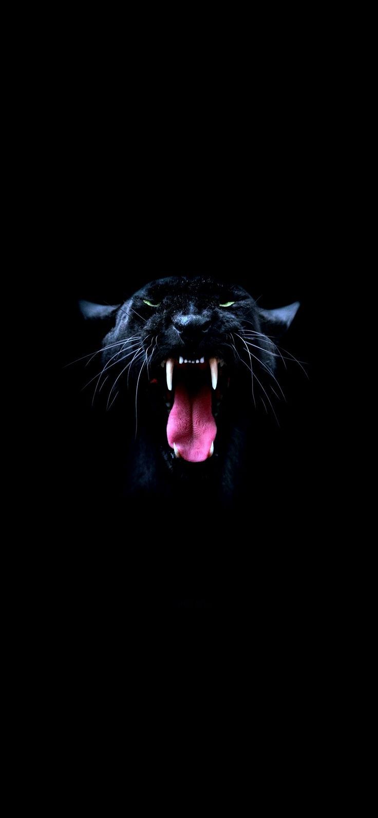 736x1594 Animal wallpaper