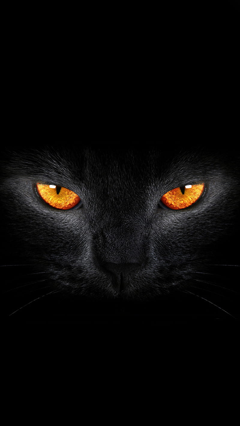 800x1422 Black cat, animal, dark, HD phone wallpaper