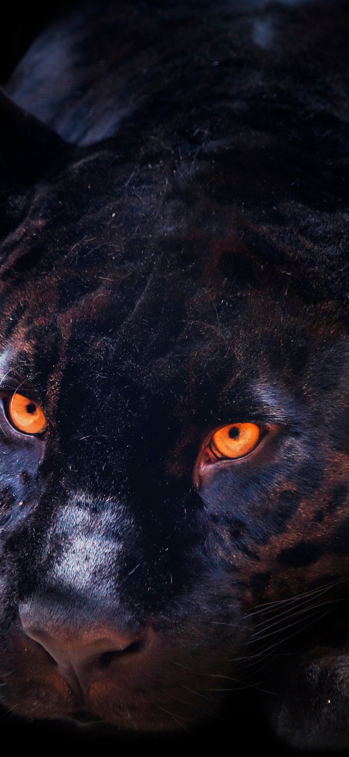 1179x2556 Black Panther Wallpaper 4K, Dark background, Wild Cat, Scary