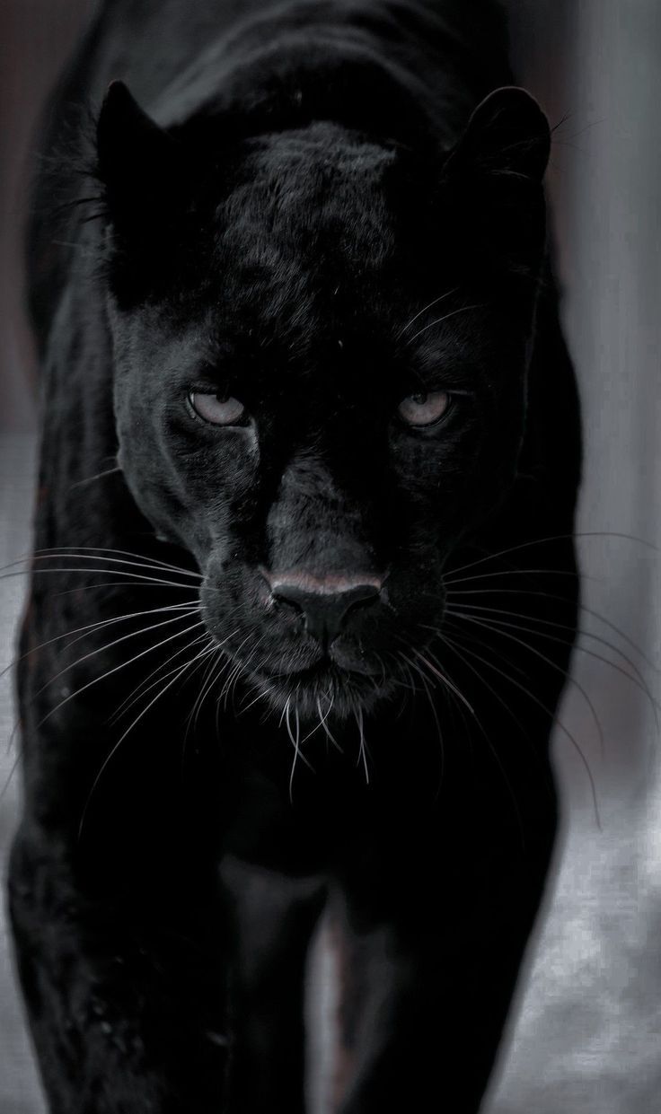 736x1241 Beautiful Black Cat with Blue Eyes. Black jaguar animal, Jaguar wallpaper, Panther picture