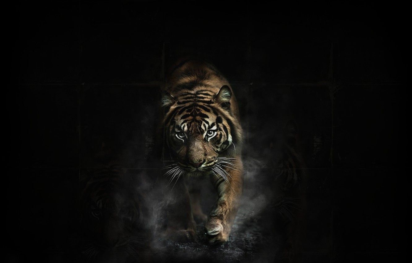 1332x850 Dark Animals Wallpaper
