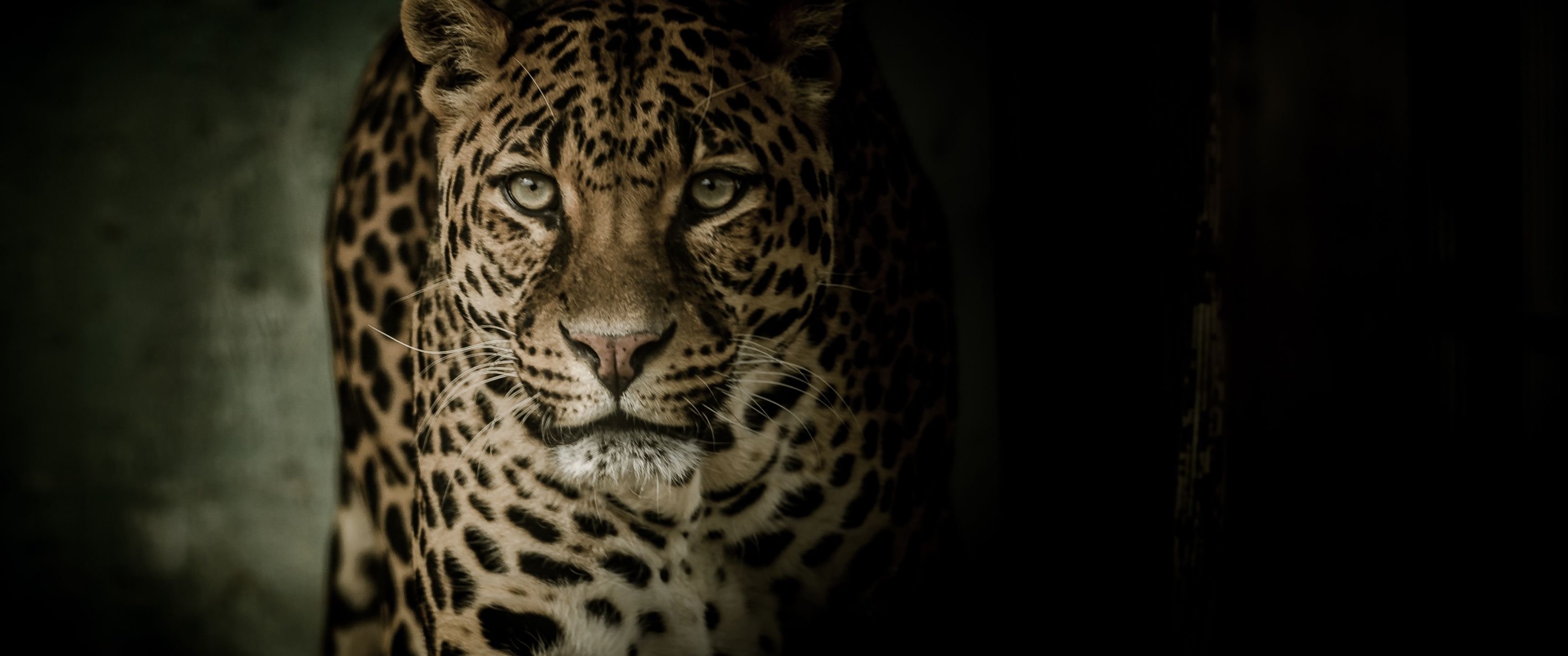 3440x1440 Leopard Wallpaper 4K, Wild animal, Dark background