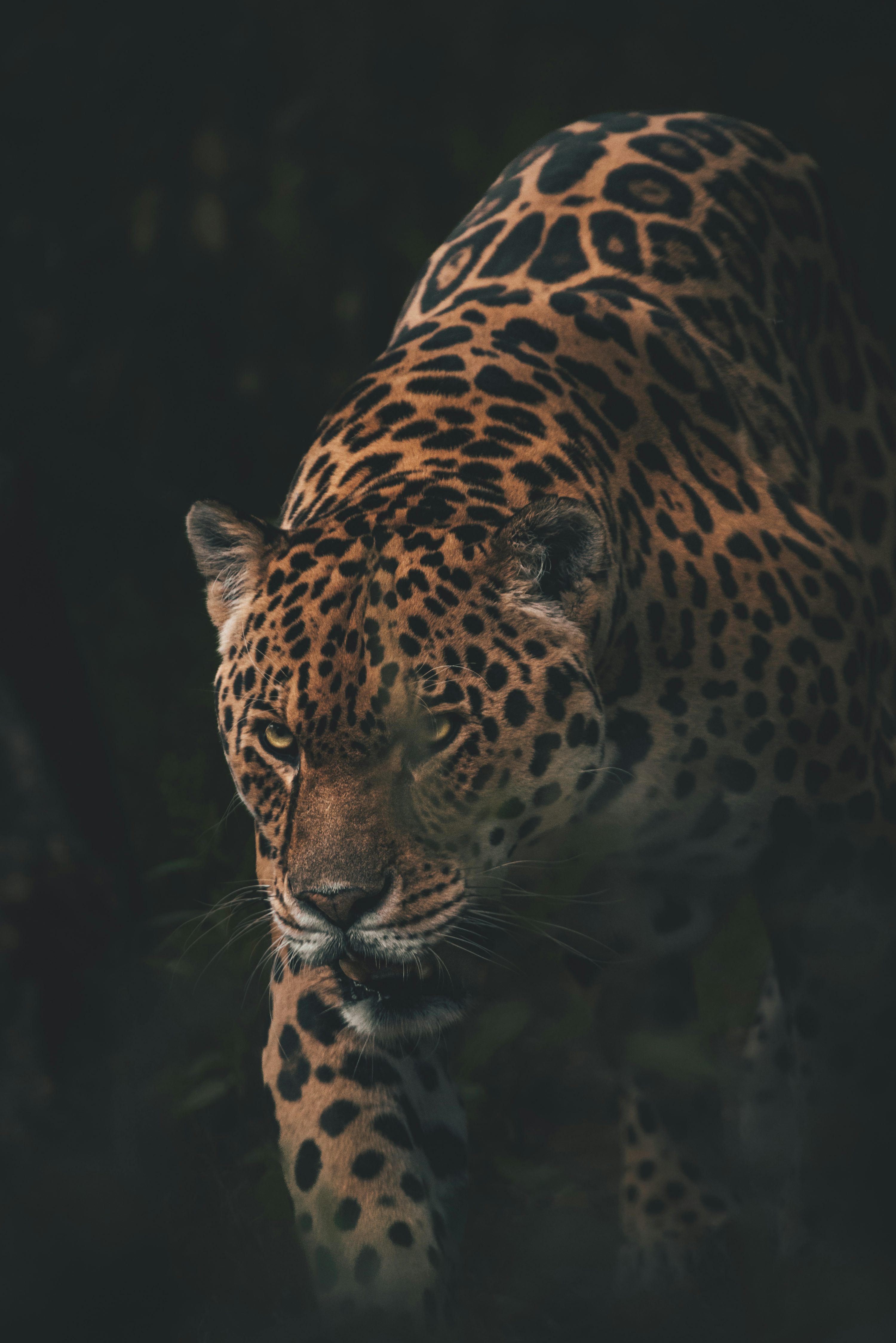 3000x4497 Wildlife Wallpaper Picture. Download Free Image
