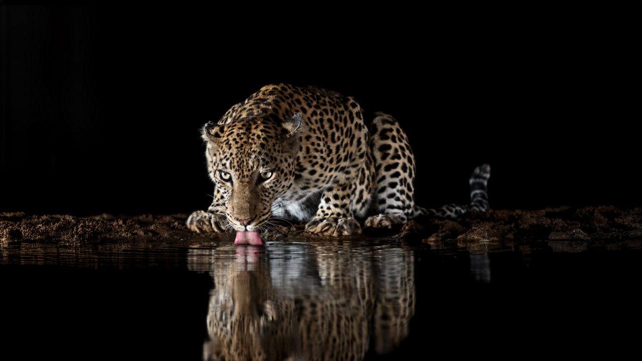 1280x720 Thirsty, Leopard, Drinking, Water, Wildlife, Black Background 4K UHD Wallpaper for UltraHD Desktop and TV : Widescreen and UltraWide Display : Dual Monitor : Smartphone and Tablet Devices
