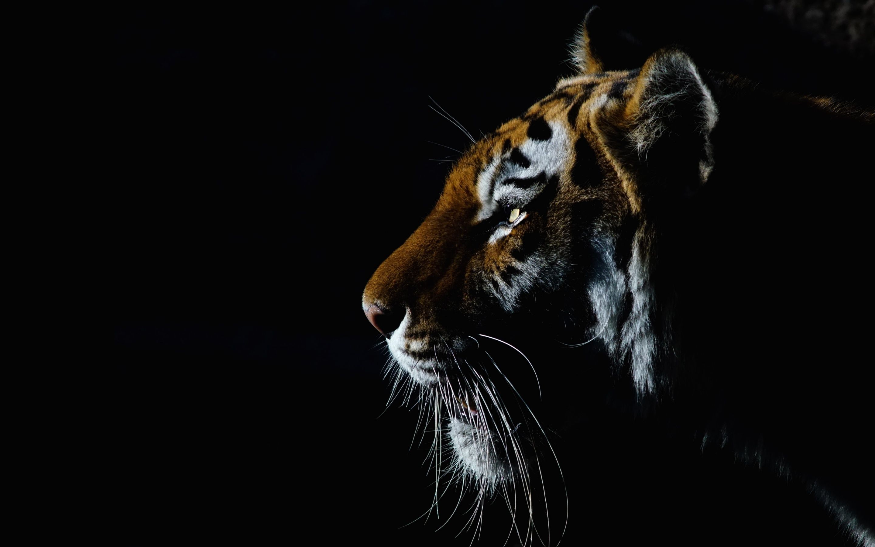 2880x1800 Tiger Wallpaper 4K, Closeup, Dark, Black background