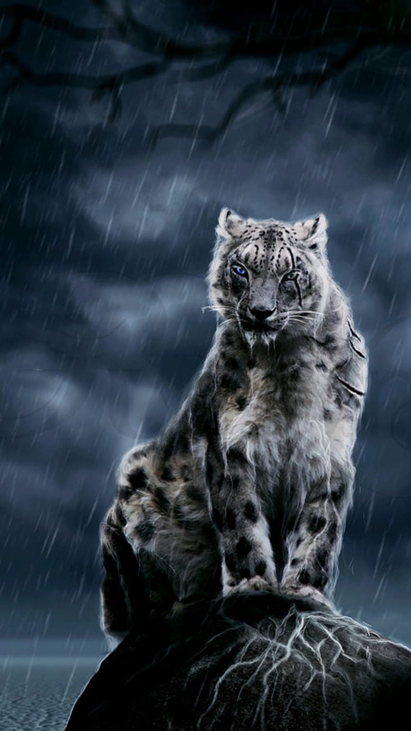 800x1422 Panther in Rain, wild, animal, night, dark, sky, HD phone wallpaper