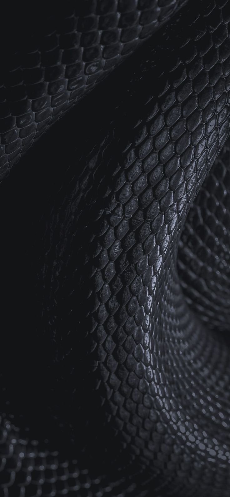 736x1592 Black Snake Skin Texture Wallpaper. Ideas para papel tapiz con estampado de piel de serpiente