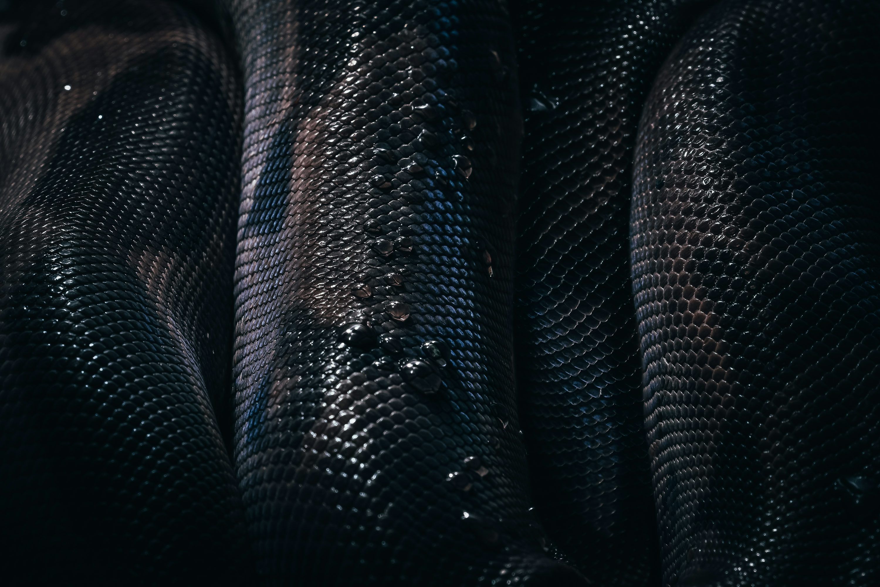3000x2001 Snake Skin Picture. Download Free Image