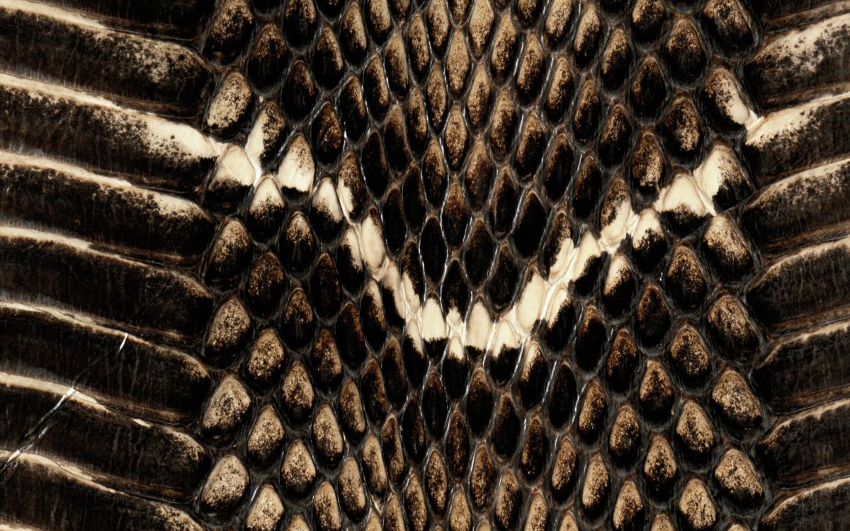 1200x750 Wallpaper Black and Brown Snake Skin, Background Free Image