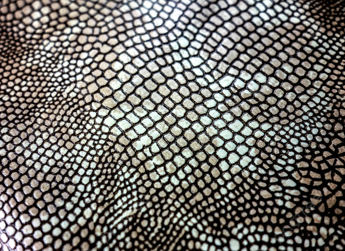 1200x874 Background With Animal Print Of Real Snake Skin In Colours Photo, Wallpaper, Decorative, Snake Background Image And Wallpaper for Free Download