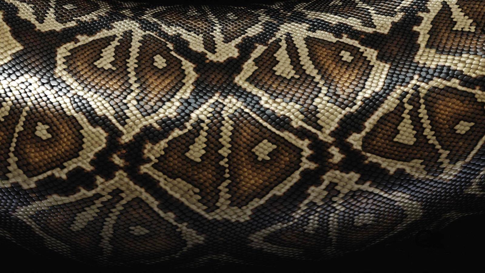1600x900 Snake Skin Wallpaper