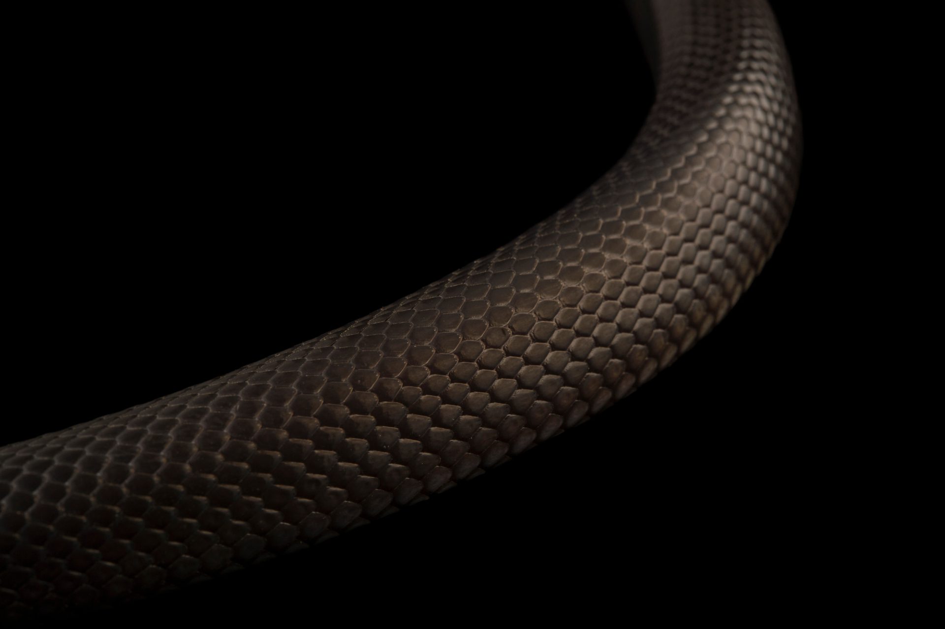 1920x1278 Mexican Black Kingsnake (Lampropeltis getula nigrita)