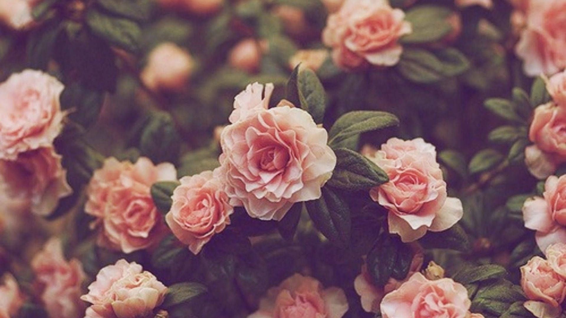 1920x1080 Minimalist Peach Flowers Aesthetic Wallpaper