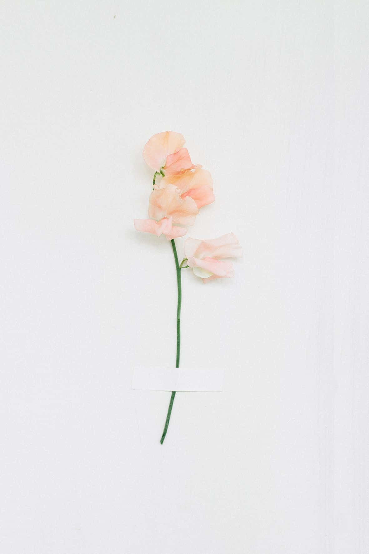 1181x1772 Minimalist Flower Computer HD Wallpaper (100++)