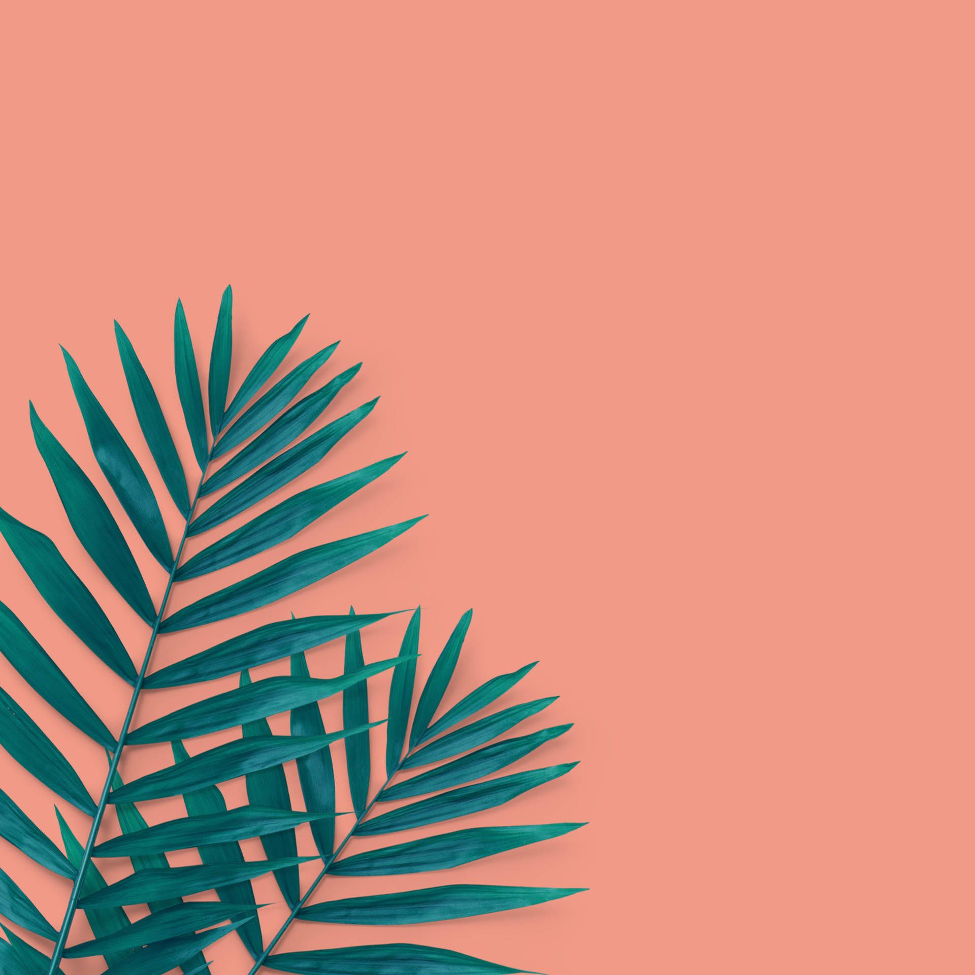 1920x1920 Download Minimalist Peach Tropical Palm Backdrop Wallpaper