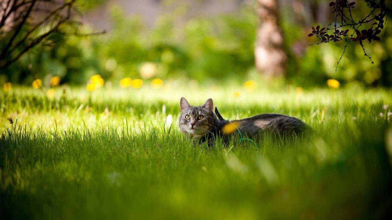 1366x768 Download wallpaper 1366x768 cat, grass, lie, summer tablet, laptop