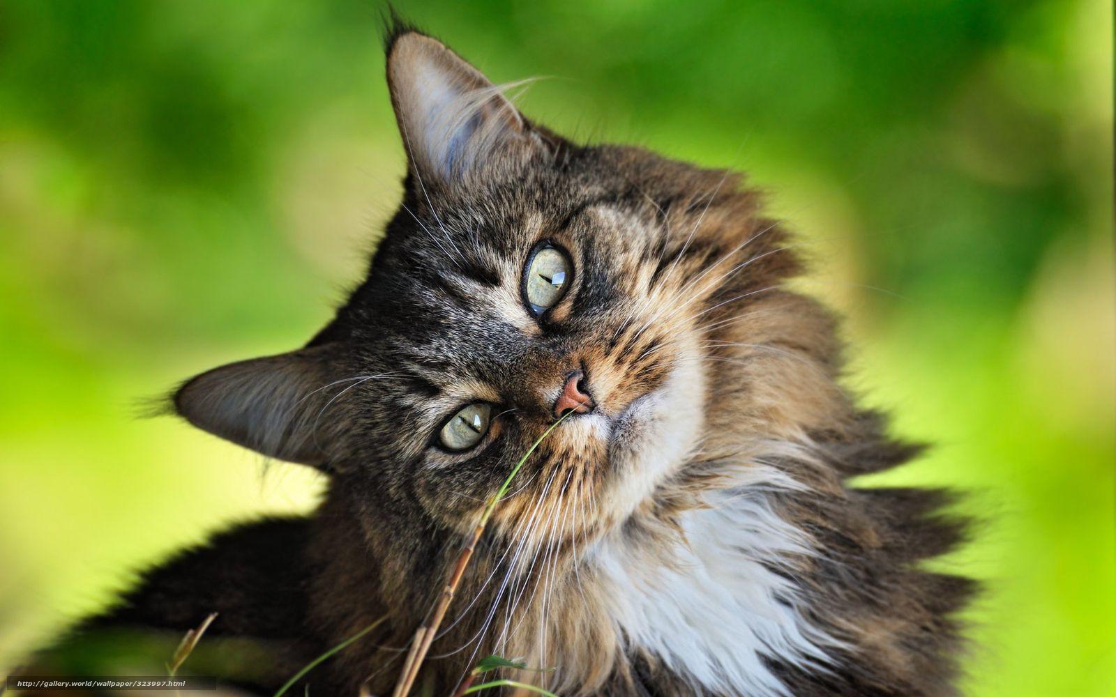1600x1000 Summer Cat Wallpaper Image