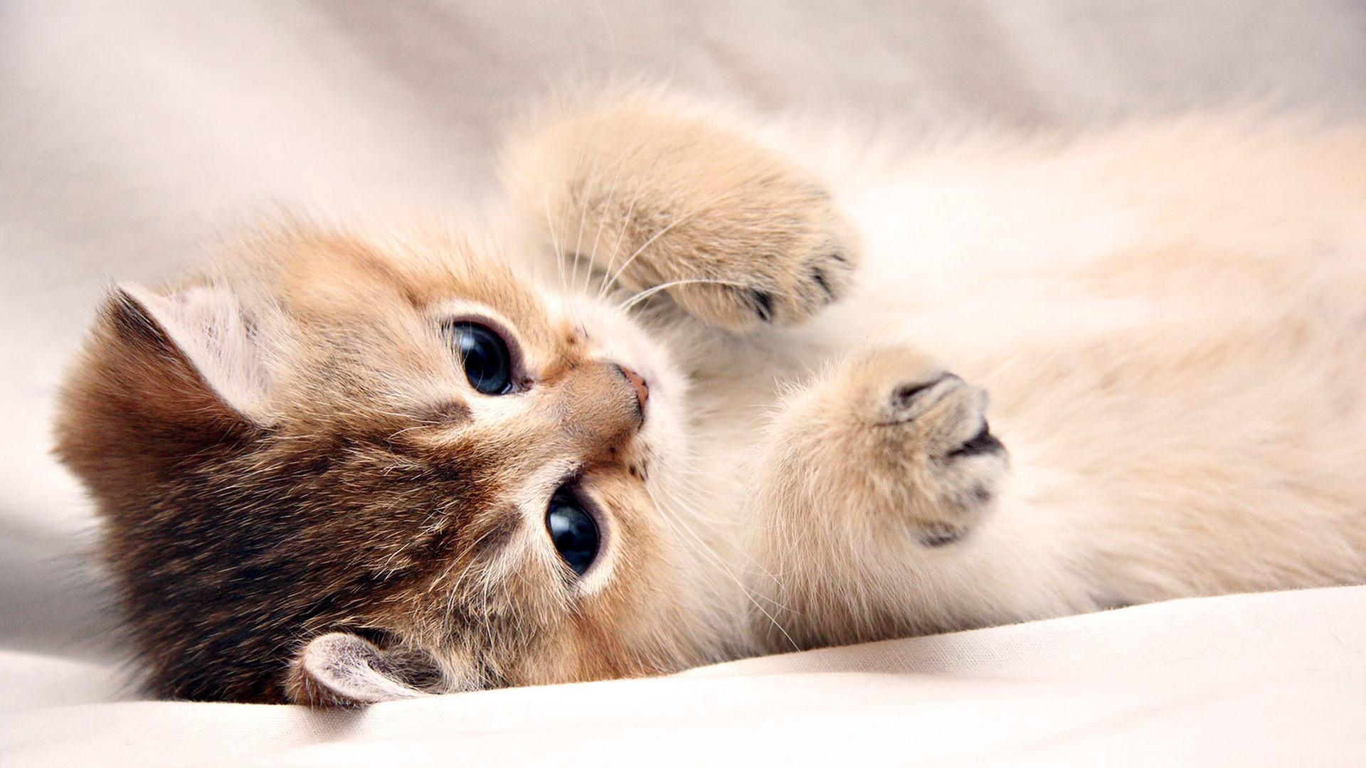 1920x1080 Free Cute Laptop Image