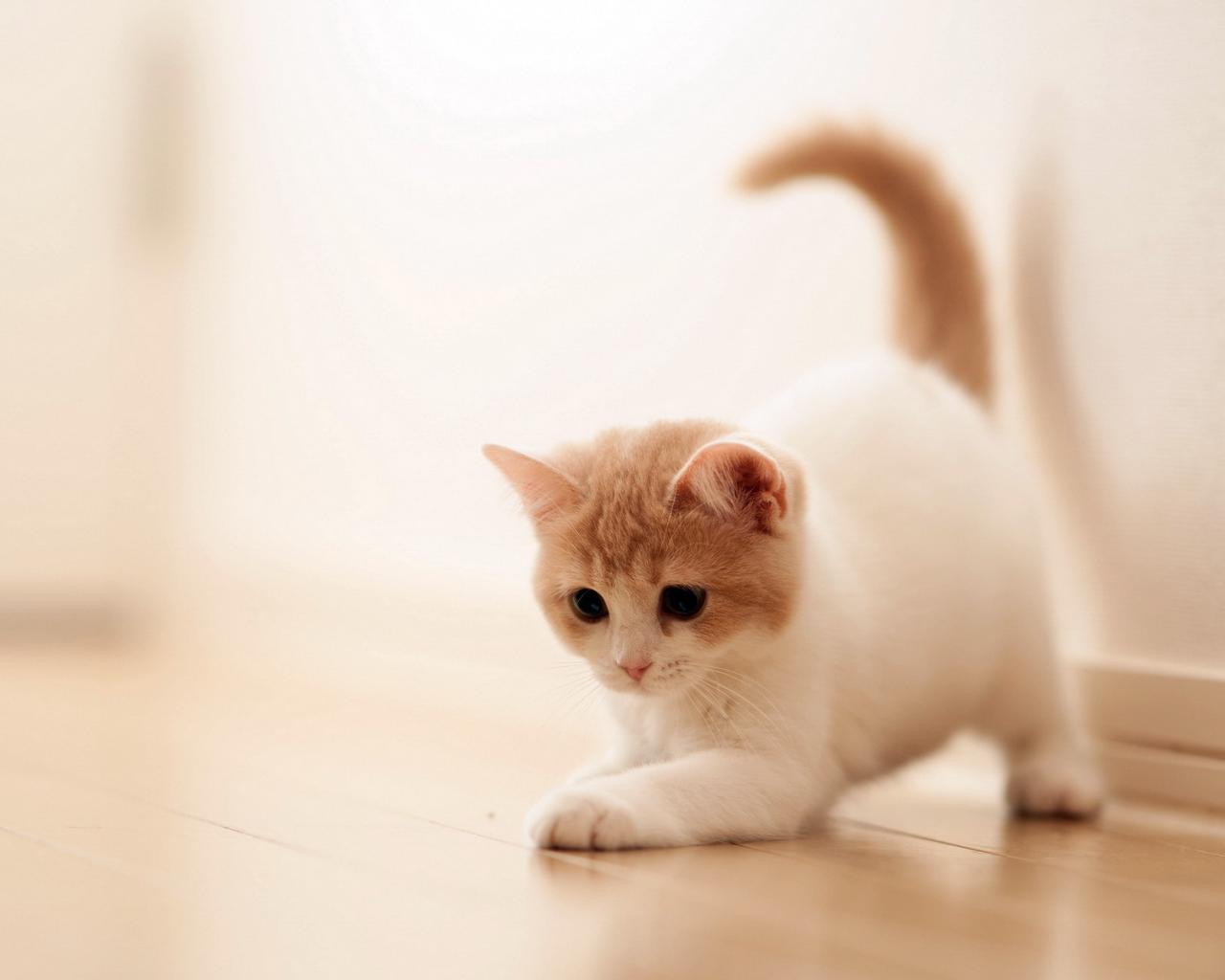 1280x1024 Cute Wallpaper For Laptop Image & Picture Wallpaper