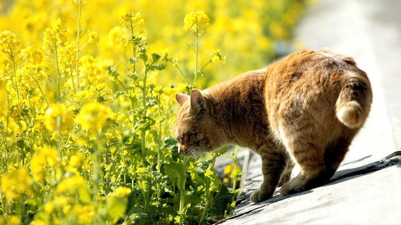 1366x768 Download wallpaper 1366x768 cat, summer, grass, sniff tablet