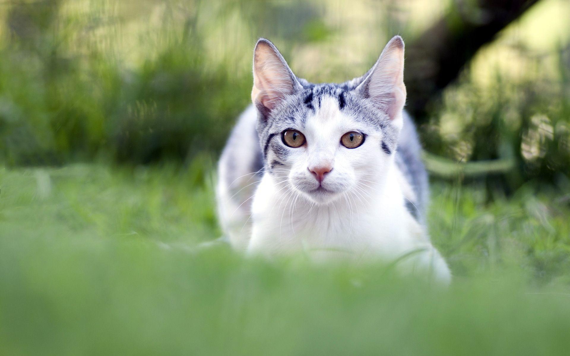 1920x1200 Summer Cat Wallpaper Image