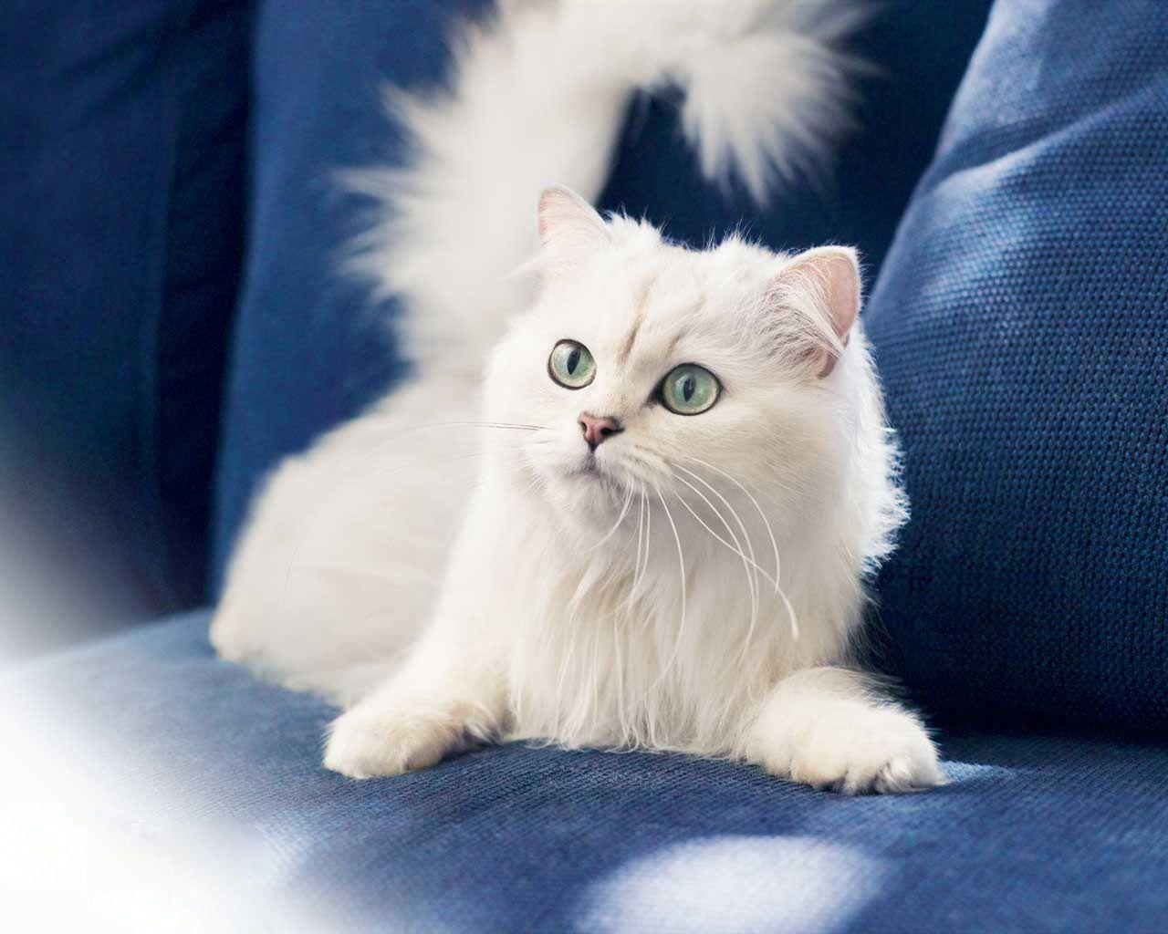 1280x1024 Free Best Picture: White Cat Wallpaper_1280x1024 Normal