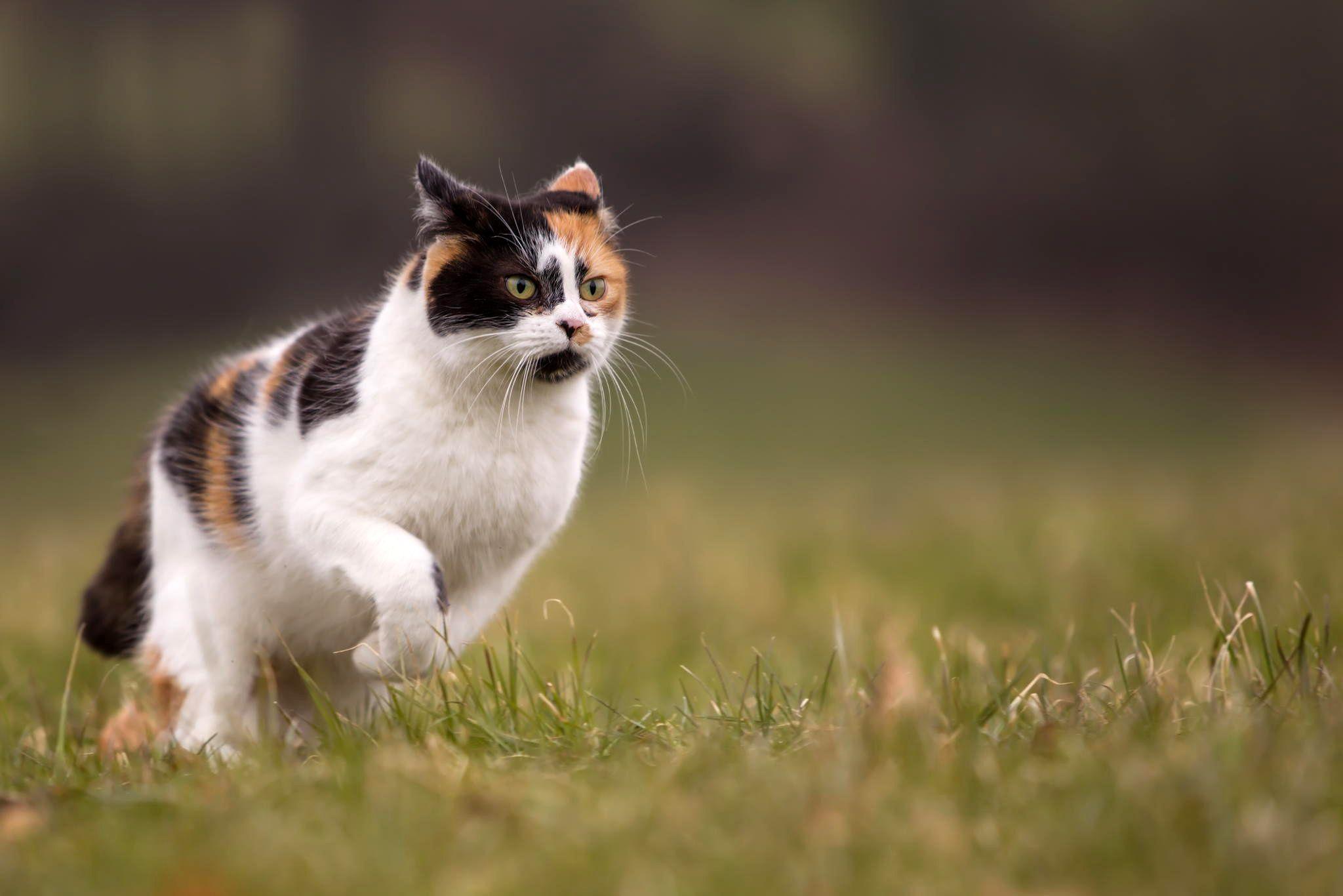 2048x1366 Summer Cat Wallpaper Image