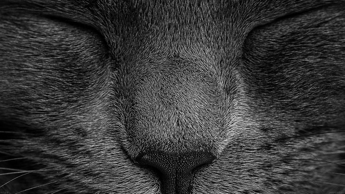 1366x768 Sleeping Black Cat Zoom Nature Wallpaper